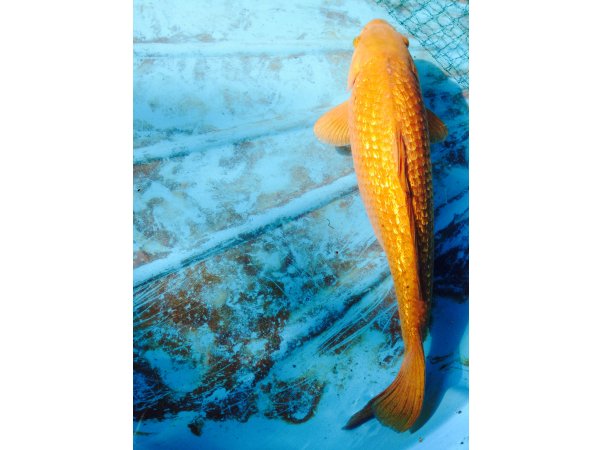 foto nr. 3 van deze Koi Ginrin Chagoi , 