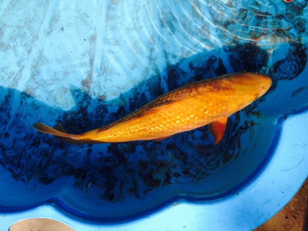 foto nr. 5 van deze Koi Ginrin Chagoi , 