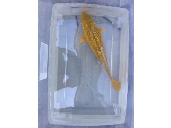 foto nr. 1 van deze Koi Ginrin Chagoi , 