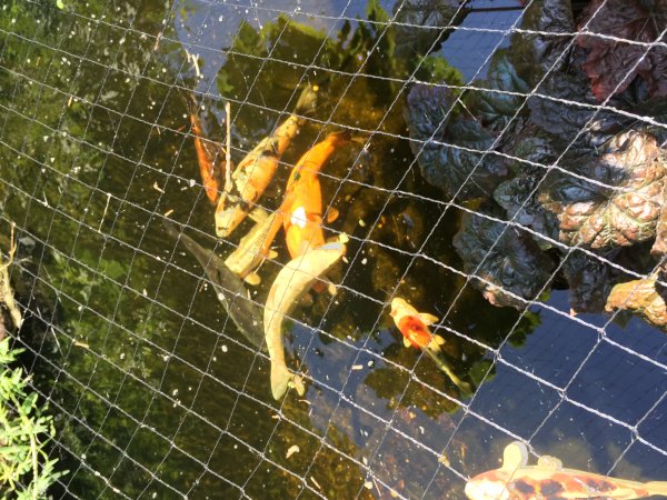 foto nr. 4 van deze Koi Overige , 