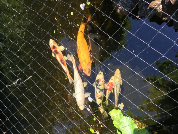 foto nr. 8 van deze Koi Overige , 