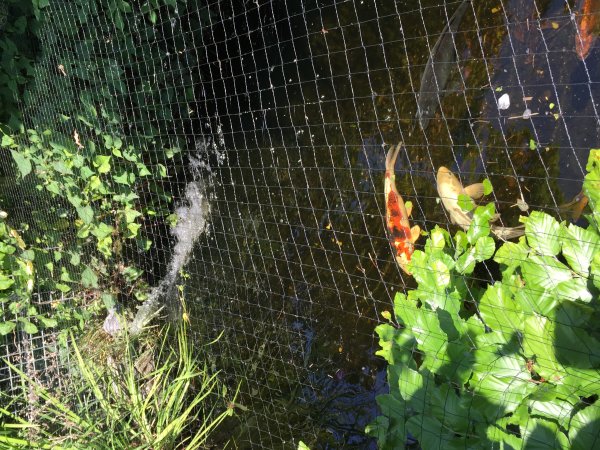 foto nr. 6 van deze Koi Overige , 