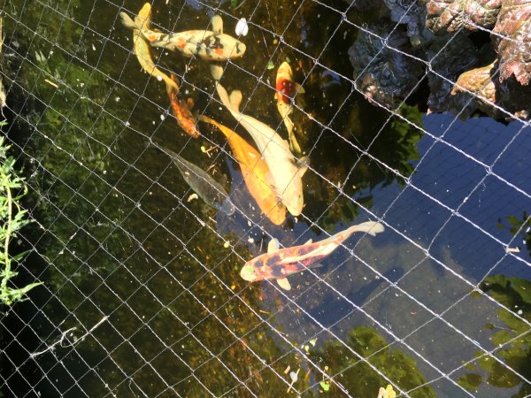 foto nr. 5 van deze Koi Overige , 