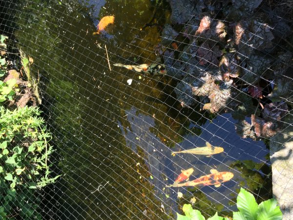 foto nr. 2 van deze Koi Overige , 