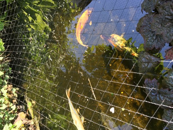 foto nr. 3 van deze Koi Overige , 