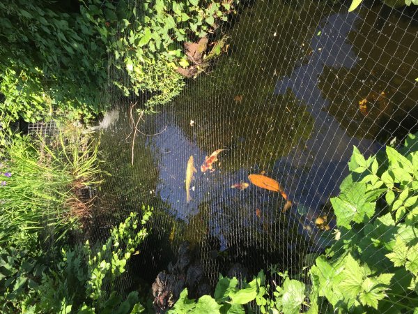 foto nr. 7 van deze Koi Overige , 