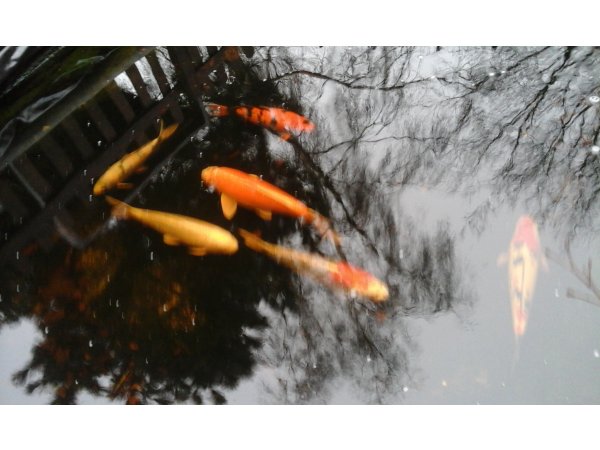 foto nr. 1 van deze Koi Overige , 