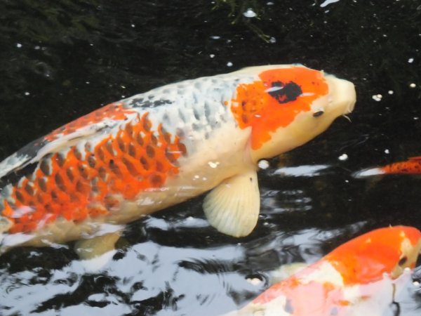 foto nr. 1 van deze Koi Taisho Sanke , 