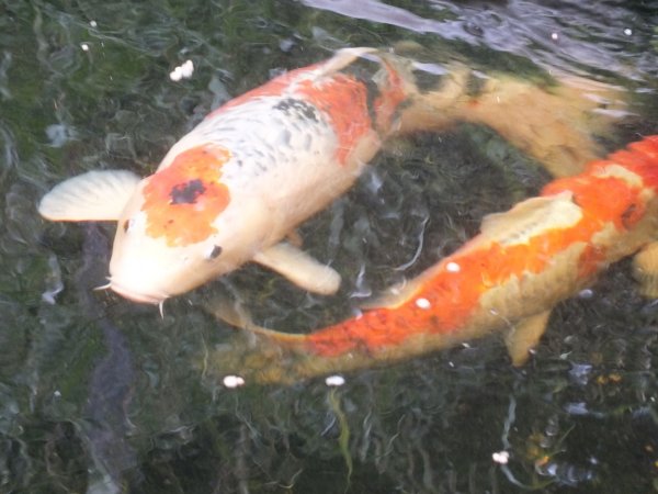 foto nr. 2 van deze Koi Taisho Sanke , 