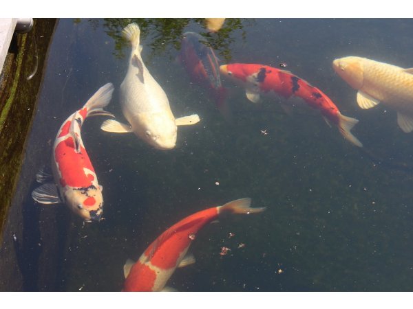 foto nr. 7 van deze Koi Overige , 