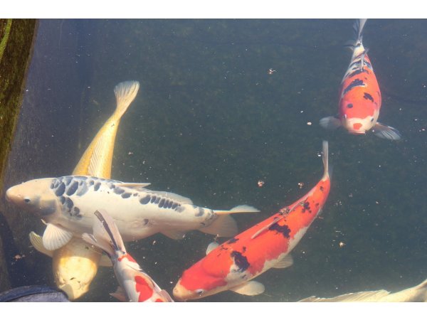 foto nr. 8 van deze Koi Overige , 