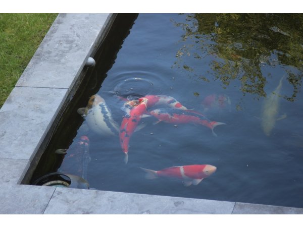 foto nr. 9 van deze Koi Overige , 