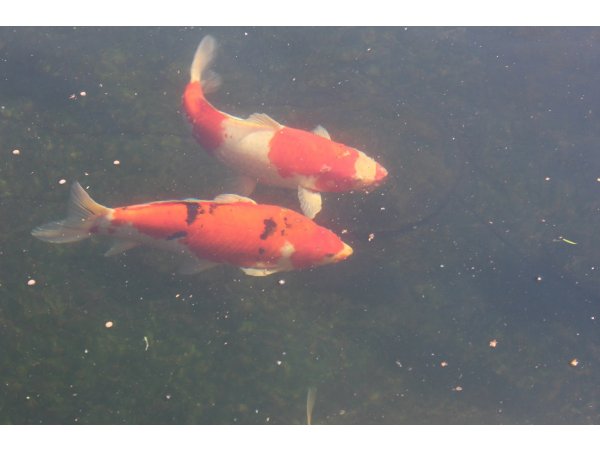 foto nr. 3 van deze Koi Overige , 