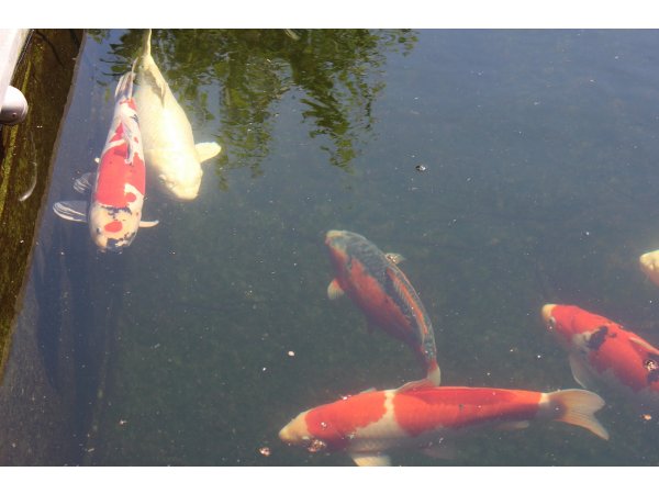 foto nr. 6 van deze Koi Overige , 