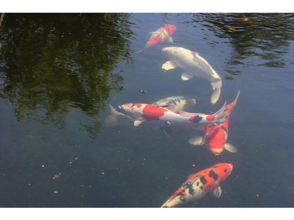 foto nr. 5 van deze Koi Overige , 