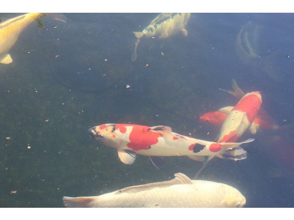 foto nr. 2 van deze Koi Overige , 