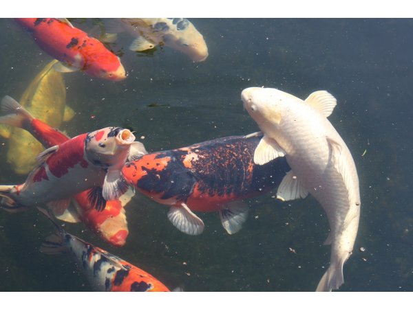 foto nr. 1 van deze Koi Overige , 