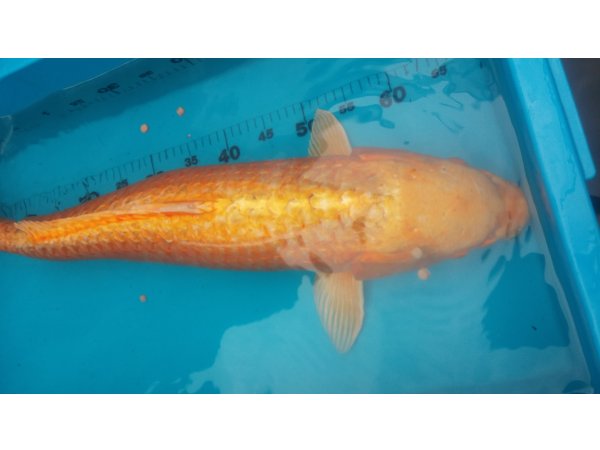 foto nr. 4 van deze Koi Overige , 