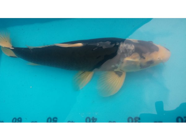 foto nr. 7 van deze Koi Overige , 