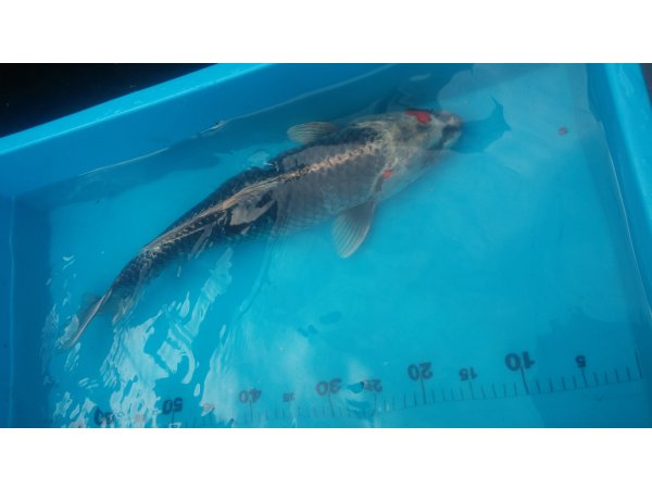 foto nr. 10 van deze Koi Overige , 