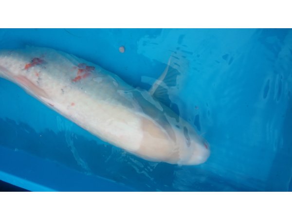 foto nr. 5 van deze Koi Overige , 