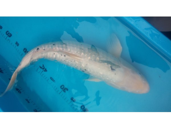 foto nr. 6 van deze Koi Overige , 