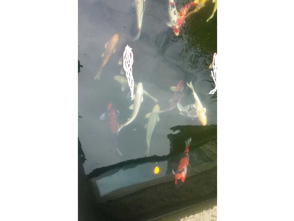 foto nr. 1 van deze Koi Overige , 