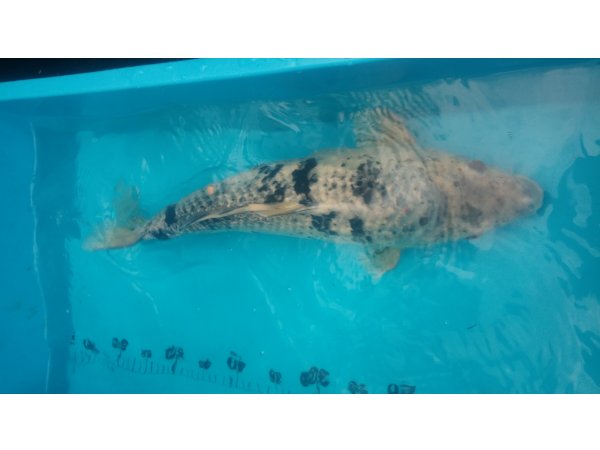 foto nr. 8 van deze Koi Overige , 