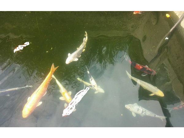 foto nr. 3 van deze Koi Overige , 