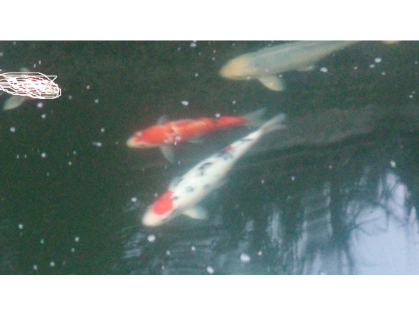 foto nr. 2 van deze Koi Overige , 