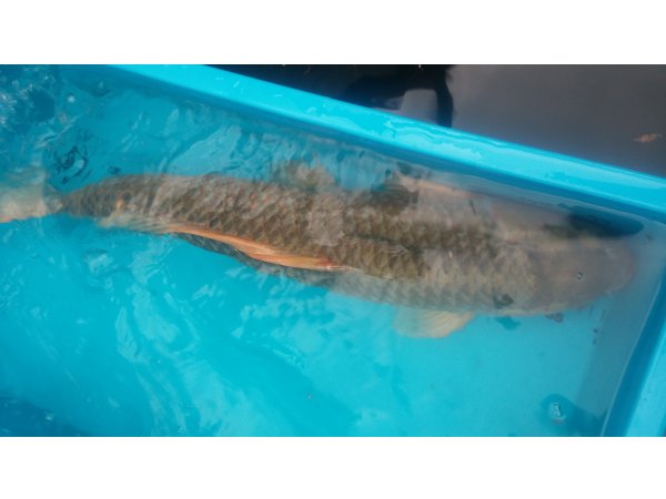 foto nr. 9 van deze Koi Overige , 