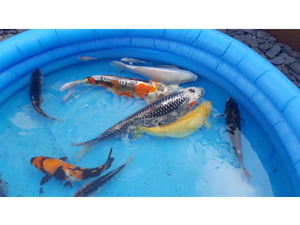 foto nr. 5 van deze Koi Overige , 