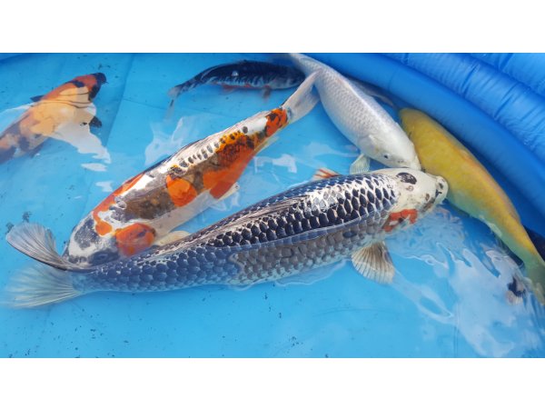 foto nr. 3 van deze Koi Overige , 