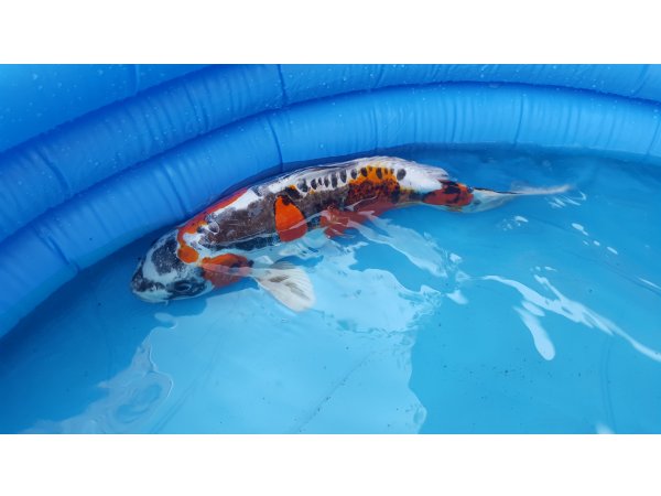 foto nr. 1 van deze Koi Overige , 