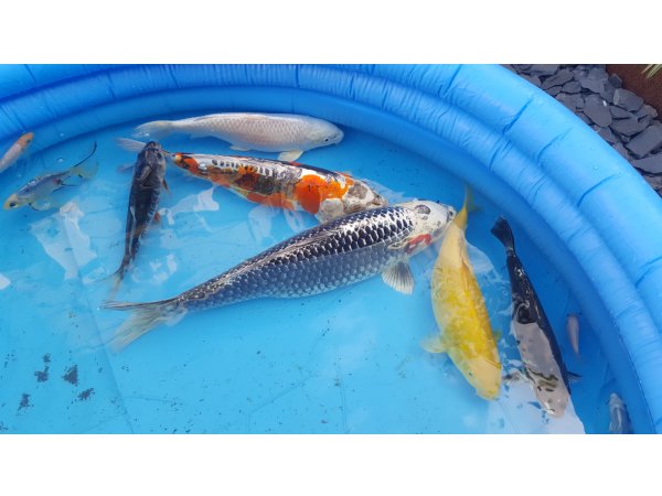 foto nr. 2 van deze Koi Overige , 