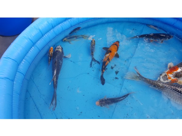 foto nr. 4 van deze Koi Overige , 