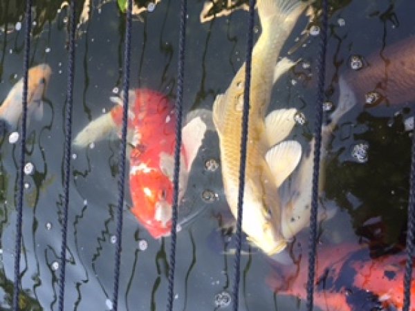 foto nr. 10 van deze Koi Overige , 