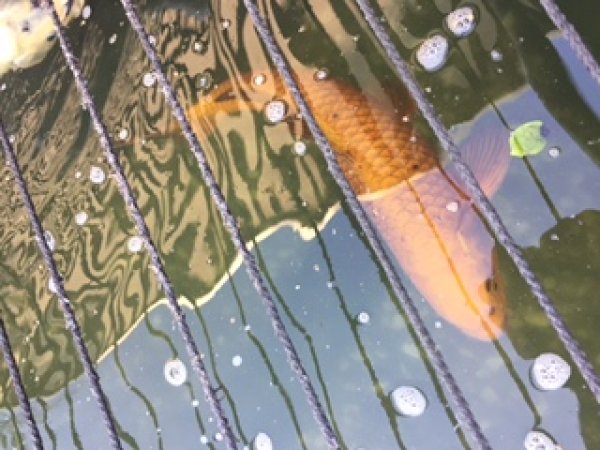 foto nr. 3 van deze Koi Overige , 