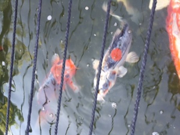 foto nr. 7 van deze Koi Overige , 