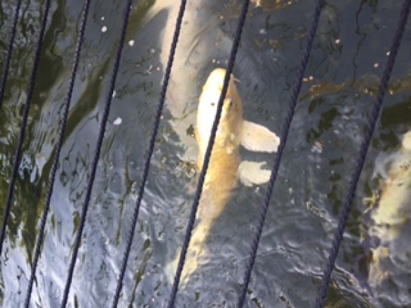 foto nr. 5 van deze Koi Overige , 