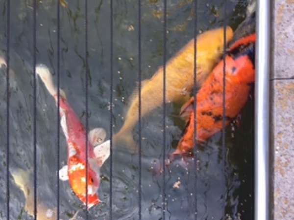 foto nr. 1 van deze Koi Overige , 