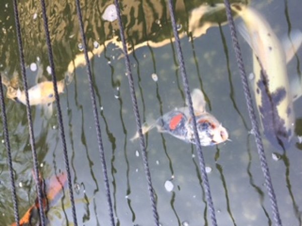 foto nr. 6 van deze Koi Overige , 