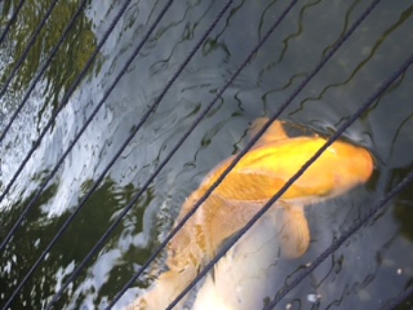 foto nr. 4 van deze Koi Overige , 