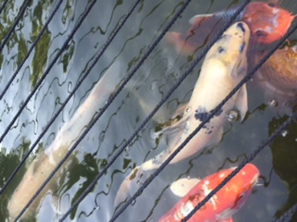 foto nr. 9 van deze Koi Overige , 