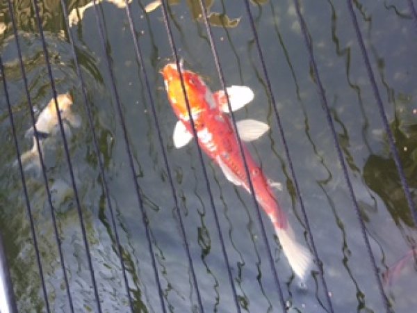 foto nr. 2 van deze Koi Overige , 