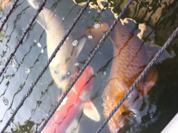 foto nr. 8 van deze Koi Overige , 