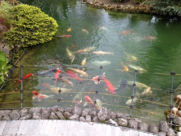 foto nr. 1 van deze Koi Overige , 