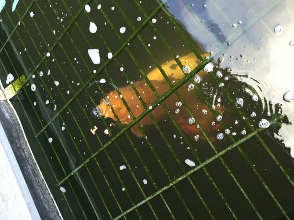 foto nr. 1 van deze Koi Diverse , 