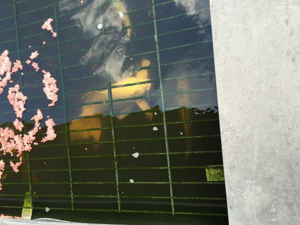 foto nr. 2 van deze Koi Diverse , 