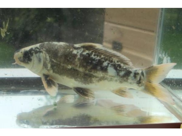 foto nr. 1 van deze Koi Overige , 